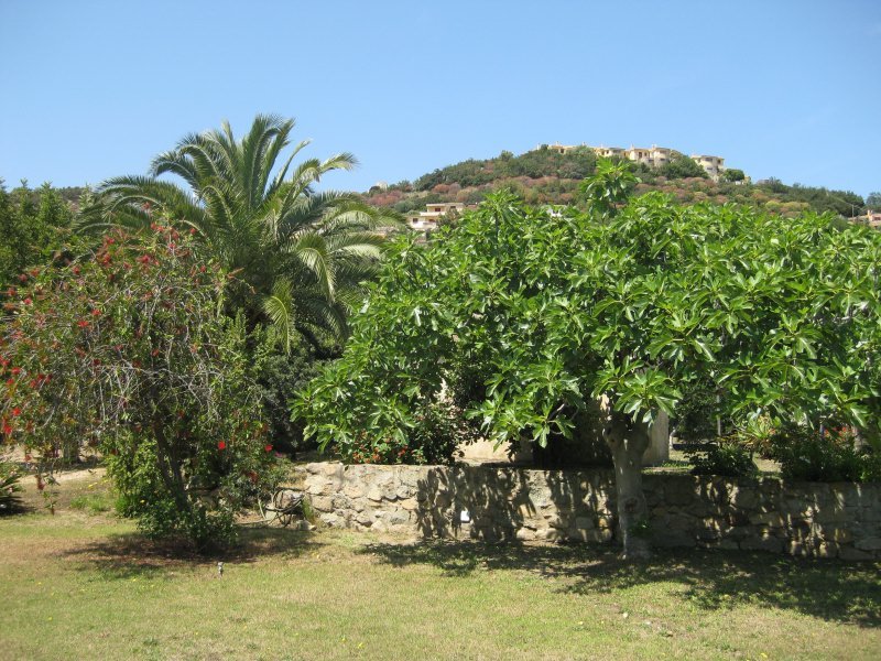 Feigenbaum im Garten Feigenbaum im Garten