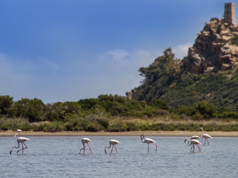 Torresalinas Flamingos Torresalinas Flamingos