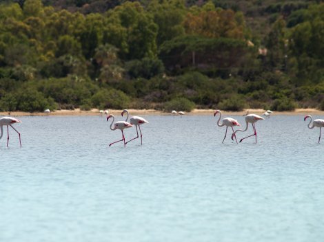 Flamingos auf dem Weg zum Haus Flamingos auf dem Weg zum Haus