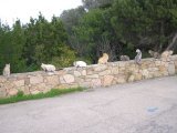 Katzen