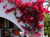 Villa Calvi Villa Calvi