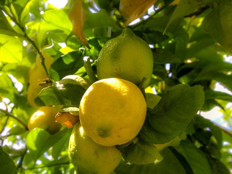 Mediterraner Zitronenbaum im geschützten hinteren Gartenbereich